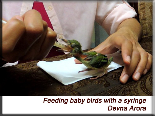 Devna Arora - Feeding baby birds with a syringe